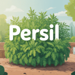 le persil repousse t il l'année suivante jardin luxuriant