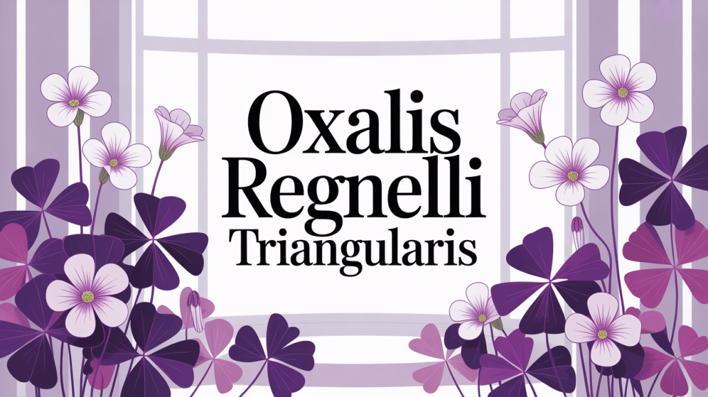 oxalis regnellii triangularis plante intérieure feuilles violettes