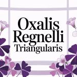 oxalis regnellii triangularis plante intérieure feuilles violettes