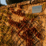 cache mur extérieur végétalisé et panneau bois jardin