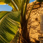 en combien de temps pousse un bananier sous climat méditerranéen