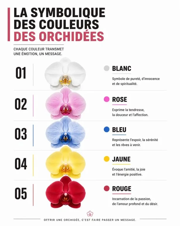 Infographie de la signification des couleurs des orchidées pour offrir le bon cadeau sans superstition