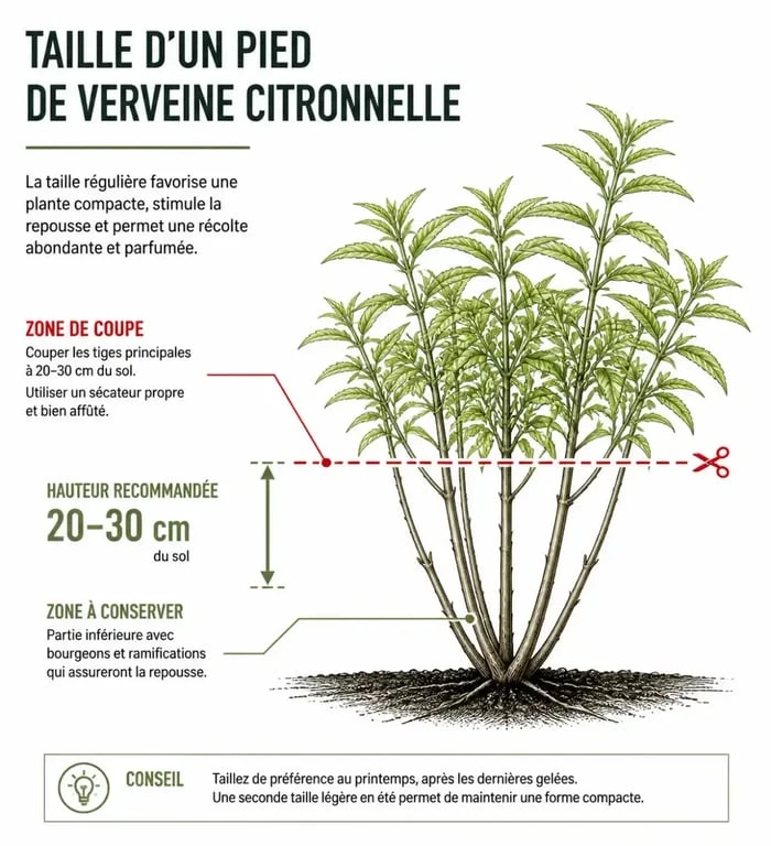 Schéma explicatif pour tailler la verveine citronnelle au printemps