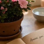 Azalée en pot : arroser par le bas avec eau non calcaire