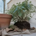 Arbuste persistant en pot resistant au froid sur terrasse en hiver
