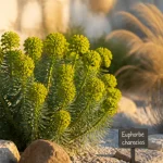 Euphorbe characias en rocaille, feuilles persistantes et floraison