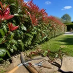 Quand tailler les photinia : haie dense taillée après floraison, jeunes pousses rouges